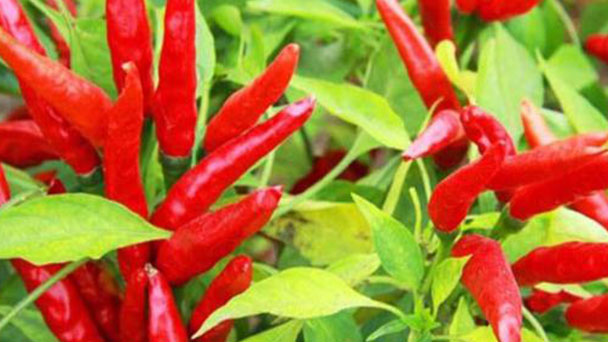 How to grow and care for pepper
