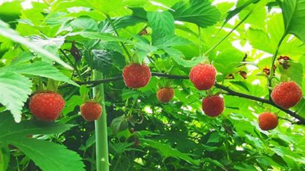 How to propagate red raspberry