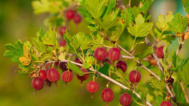 How to grow and care for gooseberry