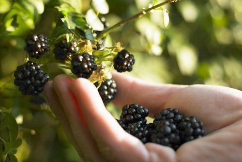 propagate blackberry