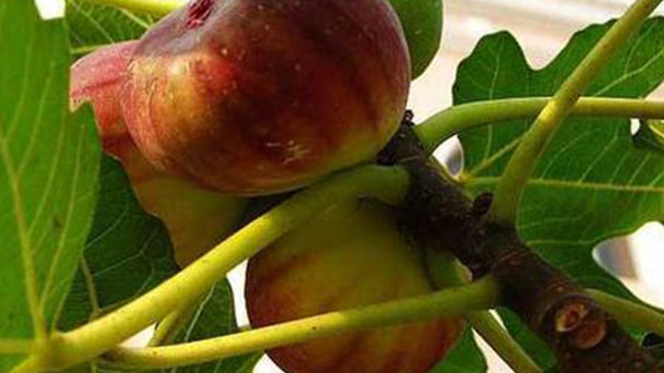 How to grow and care for common fig