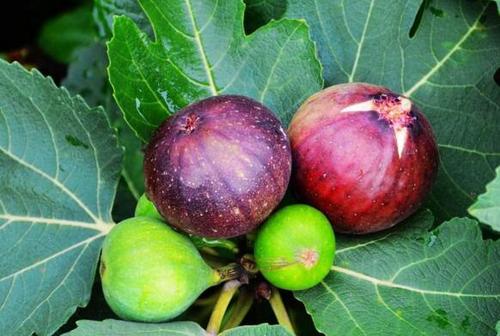 care for common fig