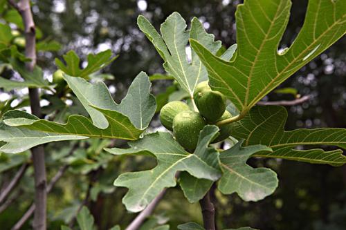 propagation methods of Common Fig