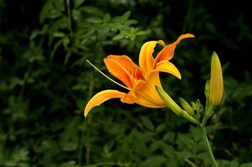 For growing flowers, not every friend is good at, but as long as a little more time to remember the growth habits of plants, and in the gardening work to accumulate more experience in raising flowers, you will be able to improve your flower technology. The following are 6 best perennial potted flowers for beginners. Orange day-lily Orange day-lily is an especially easy to maintain plant. It can be eaten year-round flowers, suitable for pot growth, it has a strong drought tolerance and resistance to pests and diseases. Orange day-lily is a perennial flower very friendly for novices to grow in pots. Orange day-lily varieties are extremely rich, colorful. Maintenance needs fertile loose soil, thin fertilizer frequently applied during the growing period. Pay attention to the conservation environment and have enough light, so you can keep Orange day-lily that can bloom all the year round. Butterfly bush When it blooms, not only can you see clusters of purple flowers, but you can also smell the sweet fragrance, and you can find colorful butterflies around the plant, because its lush flowers contain fragrant nectar. Butterfly bush can also be used for potted conservation, ground planting can grow into a sea of flowers in general. The ability to adapt to the environment is very strong. Maintenance needs to be as far as possible direct light, planted in a deeper and wider container, the drainage of basin soil is good. In addition, pay attention to avoid frequent watering, and in winter we  need to cut the branches and leaves short, the rhizosphere to stay 30 centimeters long, conducive to the next year's growth and flowering. Butterfly bush is a perennial flower very suitable for beginners to grow in pots. Anemone Anemone is a wonderful ornamental herb, easy to maintain, especially good adaptability to the environment, like loose, fertile and well-drained soil, not needing too much sunlight, but also to ensure that about 6 hours of sunlight every day. Anemone is a perennial flower very suitable for beginners to grow in pots. Anemone comes in white and pink. The flowers are beautiful in color and shape, and are pleasant to look at. The flowers bloom from summer to fall. Hellebore Hellebore is a plant that blooms in winter, and can be seen in the cold season with its colorful flowers. Because it blooms in winter, foreigners call it 'Christmas rose'. Hellebore is easy to maintain, and is a perfect perennial flower for beginners to grow in pots. The soil should be loose and breathable. It can also grow and blossom in the shade. The colors of color include pink, white, green, yellow and purple, which are common. Mexican sunflower Mexican sunflower is widely cultivated in the garden, and there are a lot of hybrid varieties, and even some double-petal varieties. It is so well adapted to the environment that it is sometimes even considered a wildflower. The maintenance of golden chrysanthemum needs as much sunshine as possible, the more sunshine is sufficient its flowers will open more exuberantly, if it is potted conservation, summer needs appropriate shade. Mexican sunflower is a perennial flower very suitable for beginners to grow in pots. Lily Lilies look very charming, suitable for planting in the balcony or yard, planting difficulty is not big, lilies have a variety of colors, flowers open up, look particularly brilliant and charming. Lilies are suitable for planting in autumn and early spring, buy bulbs directly to breed, growth is particularly rapid, the growing season needs to keep the soil slightly moist, avoid excessive drying, in addition is to pay attention to thin fertilizer application, give appropriate light. Lily is a perennial flower very suitable for beginners to grow in pots.
