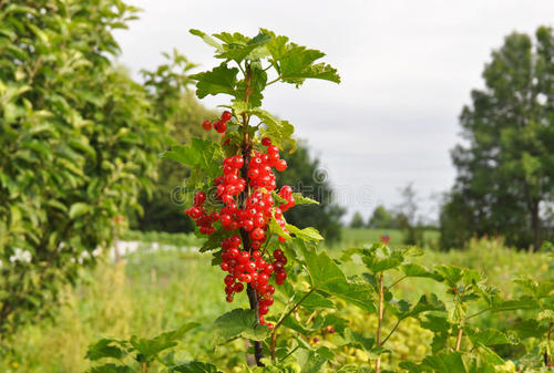 care for redcurrant