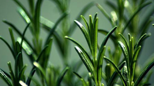 How to Propagate Rosemary