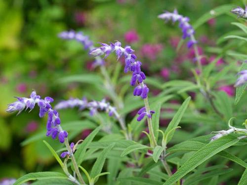 How to Propagate Common Sage