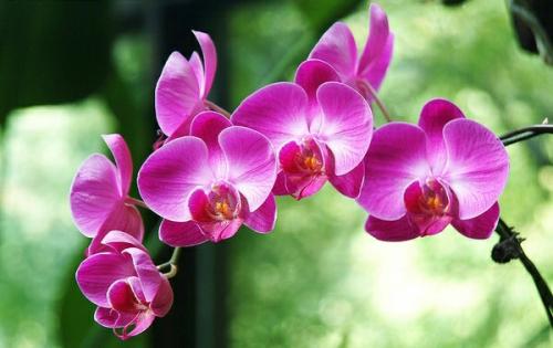 10 best flowering house plants
