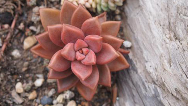 10 best succulents for beginners to grow
