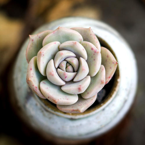 Porcelain plant - one of the best succulents for beginners