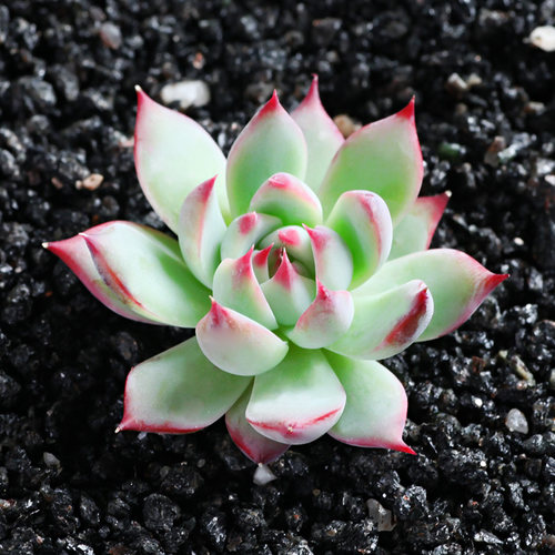Peacock Echeveria - one of the best succulents for beginners