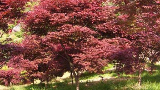 How to grow and care for Japanese maple