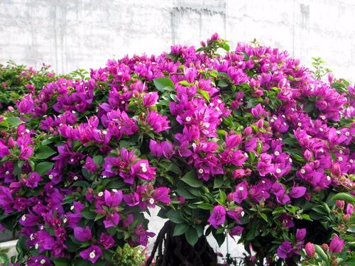 6 best evergreen plants for containers