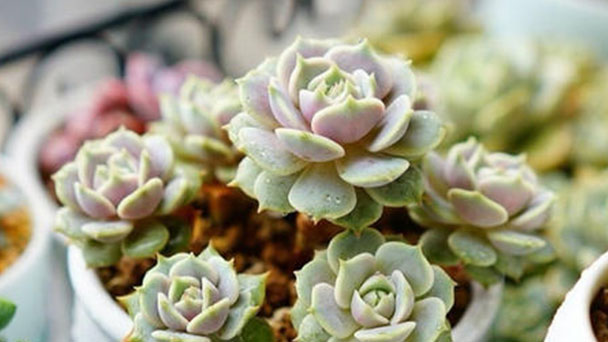 How to grow a succulent