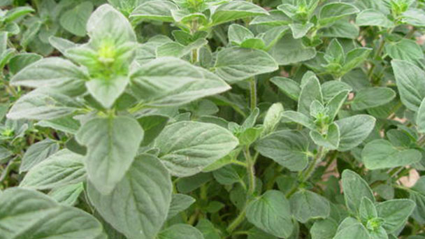 How to grow and care for oregano