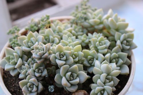 How to grow and care for porcelain plant