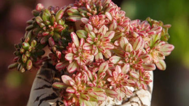 How to grow and care for Aeonium loartei