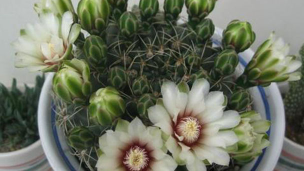 How to propagate dwarf chin cactus