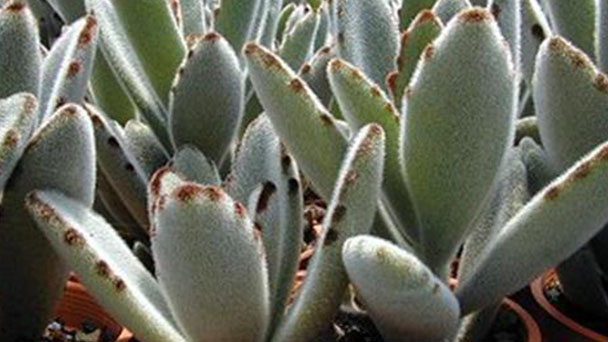 How to Propagate Chocolate Soldier Succulent
