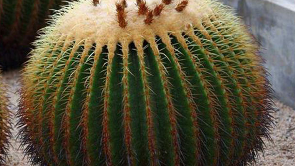 Golden barrel cactus profile