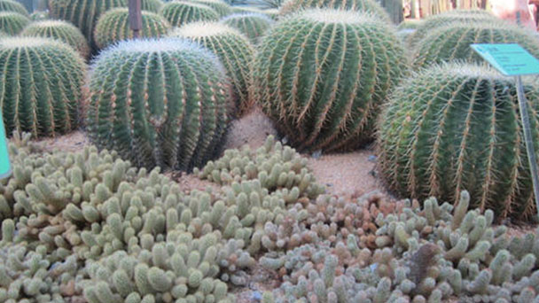 How to grow and care for golden barrel cactus