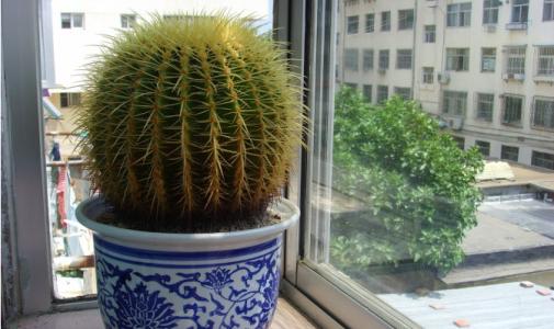 care for Golden barrel cactus