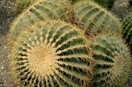 Golden Barrel Cactus propagate