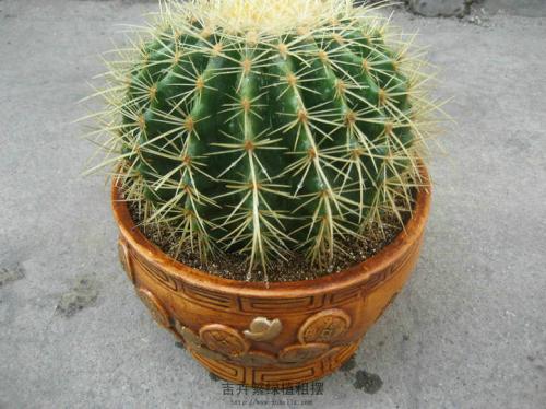 care for Golden barrel cactus