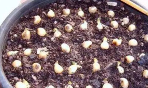 grow bush lily from a seed