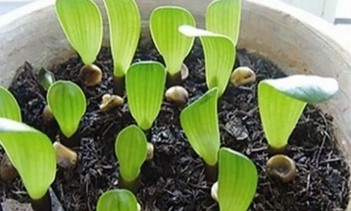 grow bush lily from a seed