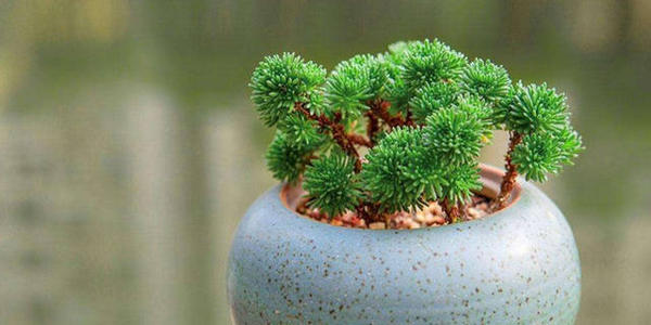 propagate miniature Joshua tree