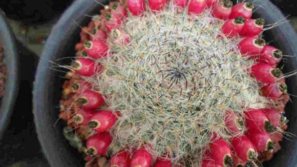 Old lady cactus profile