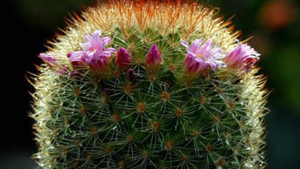 How to grow and care for old lady cactus
