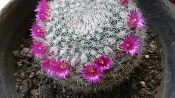 How to propagate old lady cactus