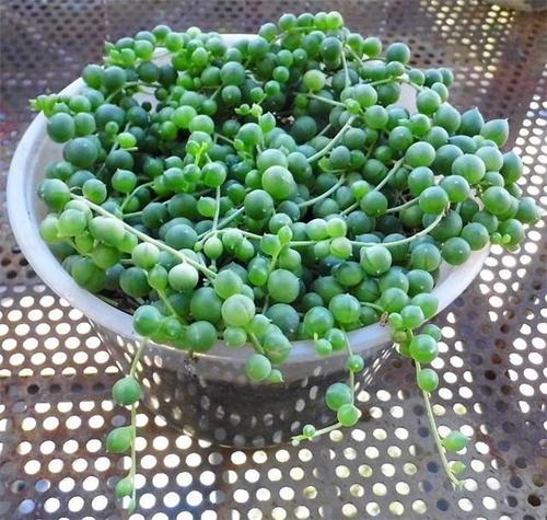 propagate string-of-pearls