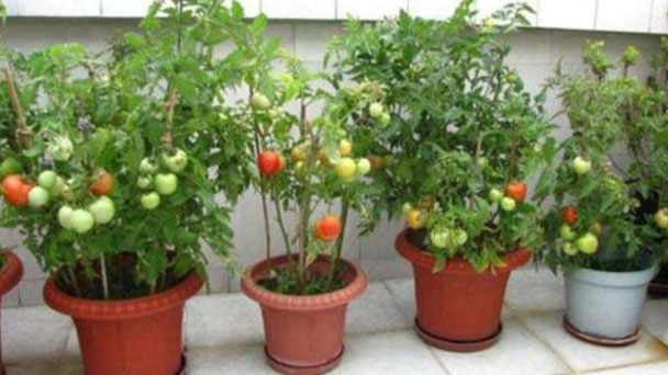 4 best fruits plants to grow indoors