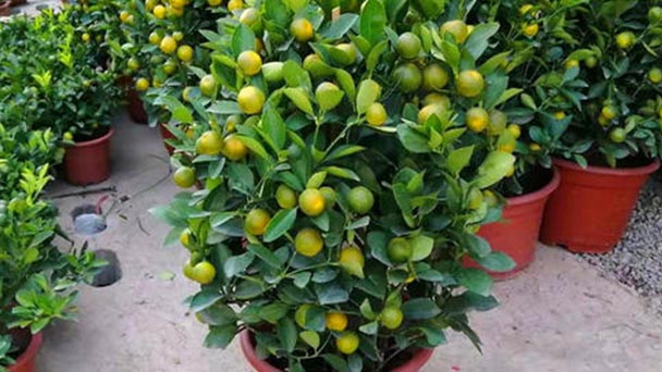 6 best dwarf fruit trees for containers