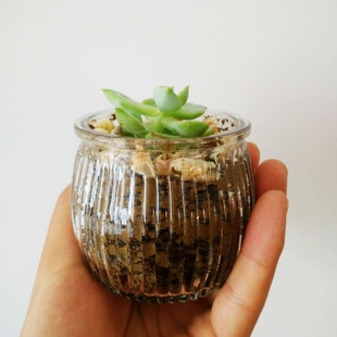 8 best containers for succulents