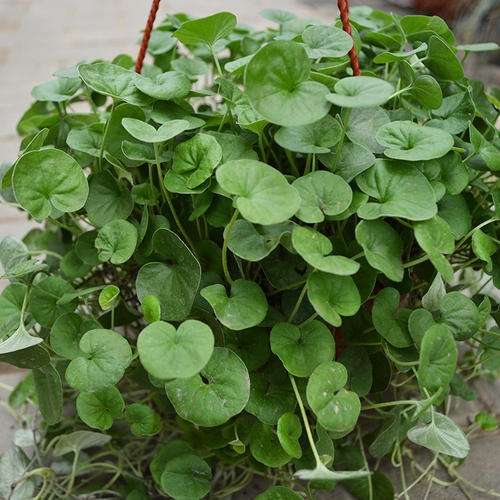 8 best herbs to grow on a balcony