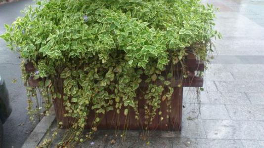8 best herbs to grow on a balcony