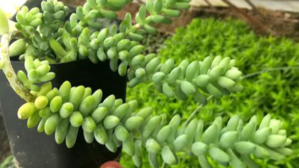 How to Grow and Care for Burro's Tail