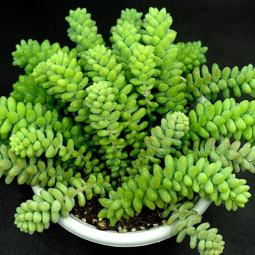 care for Burros Tail