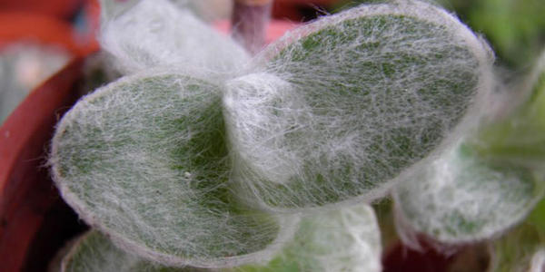 care for Cobweb spiderwort