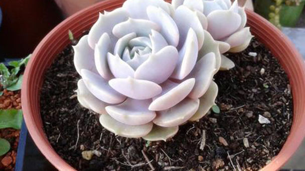 How to grow and care for Echeveria Lola