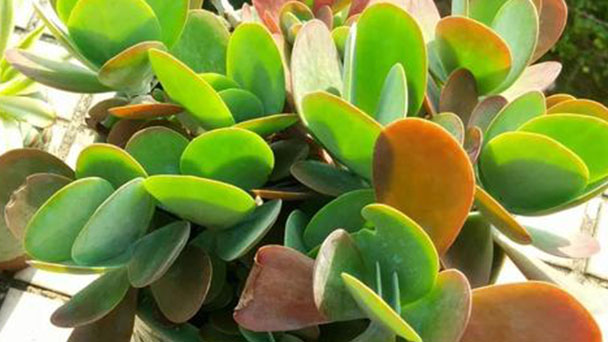 How to grow and care for paddle plants