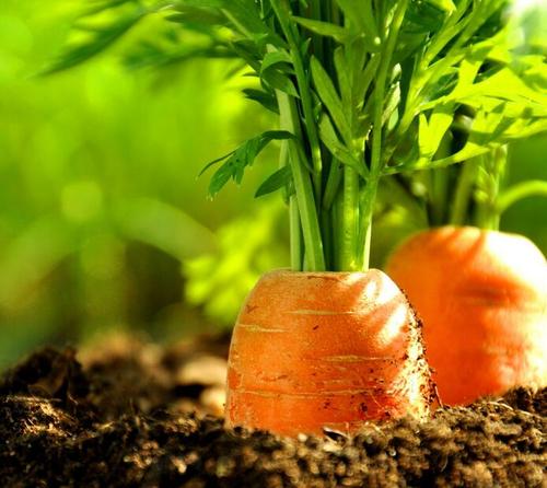 5 best veggies to grow indoors