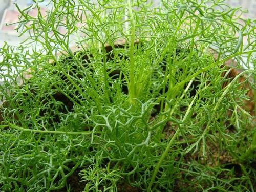 7 best windowsill herbs