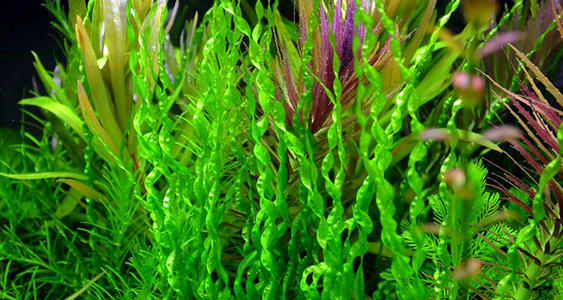care for Amazon Sword plants in a fish tank