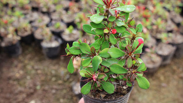 How to propagate Barbados gooseberry