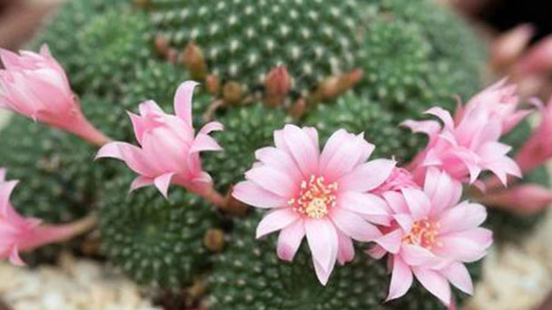 How to Grow & Care for Red Crown Cactus